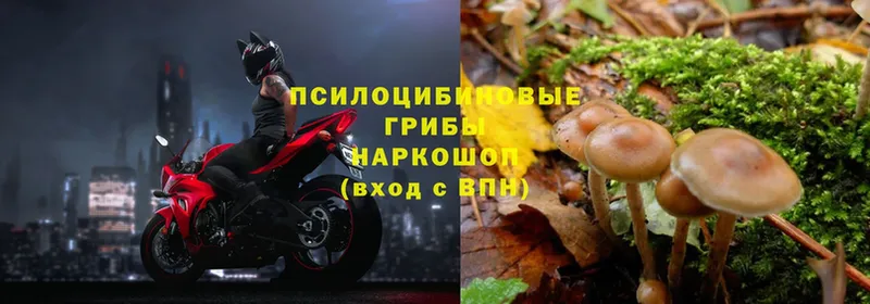 Псилоцибиновые грибы мухоморы  Пятигорск 